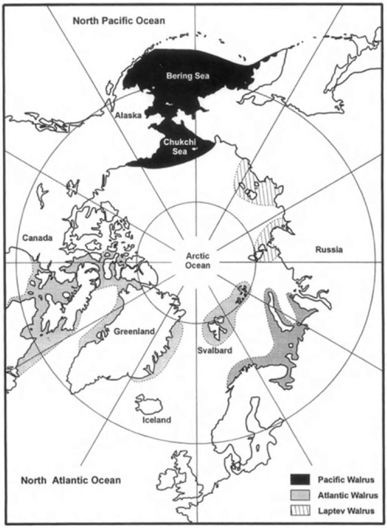 Distribution of the three walrus subspecies (the recognition of the Laptev walrus as a subspecies is controversial). 