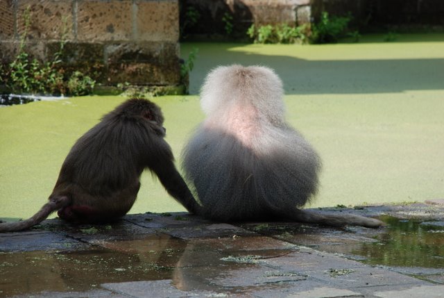 DSC_6923.JPG