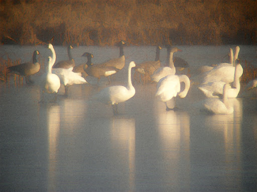 Swans.J67WPoSa3zgH.jpg