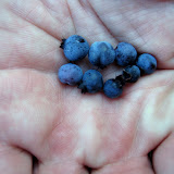 Wild Blueberries from Petit Manan