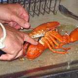 Lobster Autopsy