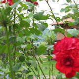 IMG_1748.jpg