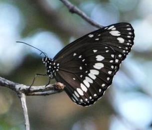[Common Crow Butterfly[2].jpg]