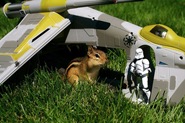 chipmunksw2