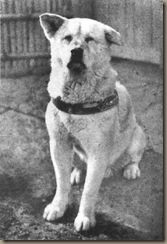 hachiko1 hachiko1