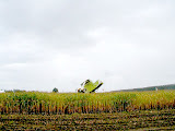 ClaasJaguar900CSLFieldshuttle11.jpg