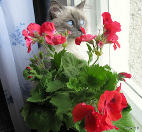 коты и цветы IMG_0162%D0%B3