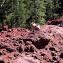 Golden-mantled Ground Squirrel