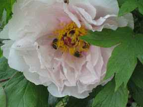 spring 10 004.jpg