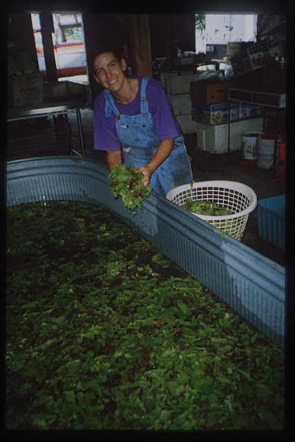 lisalettuce.jpg