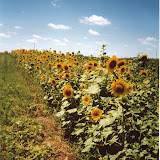 sunny fls.jpg