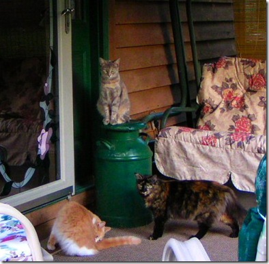 Cats on the porch