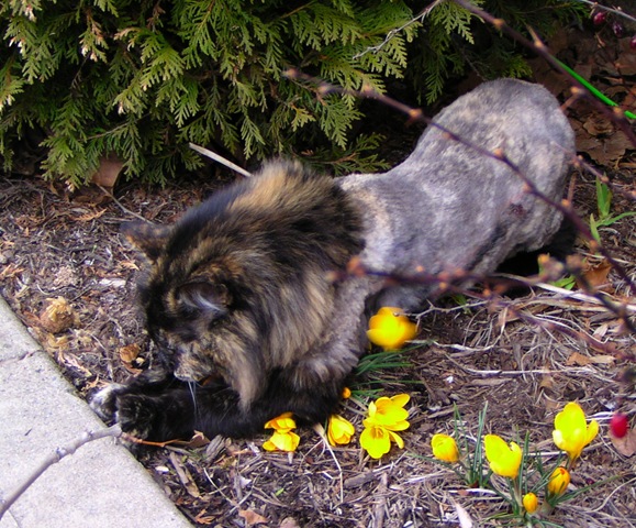 [Lioness[3].jpg]