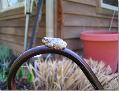 Tree Frog