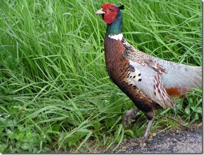 Pheasant