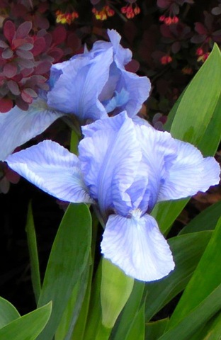 [Blue Iris[4].jpg]