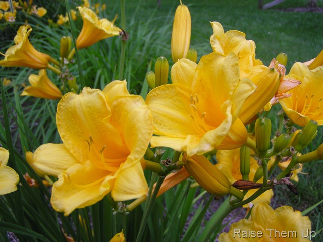 [Yellow Lillies[6].jpg]