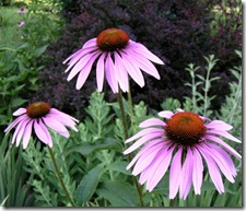 Purple Cone Flower