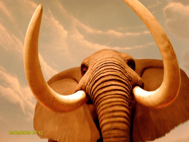 [elephant at CabelasJPG[5].jpg]