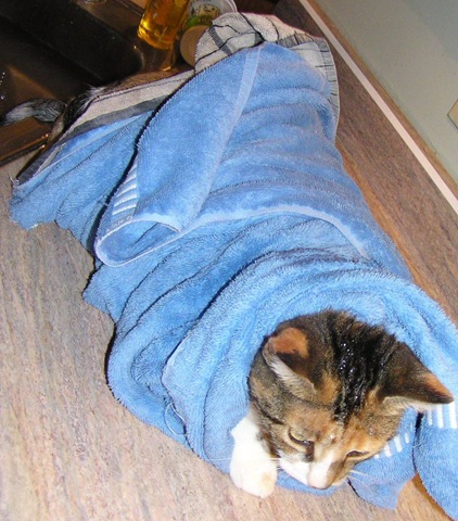 [Cat bath[5].jpg]