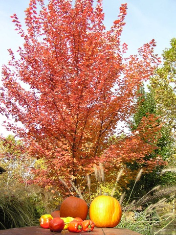 [Fall Picnic Table[4].jpg]