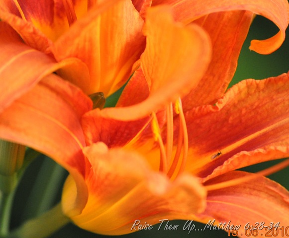 [Lilly[20].jpg]