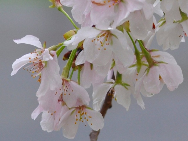 [blossom[3].jpg]