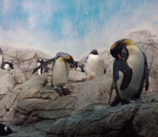 [penguins[3].jpg]