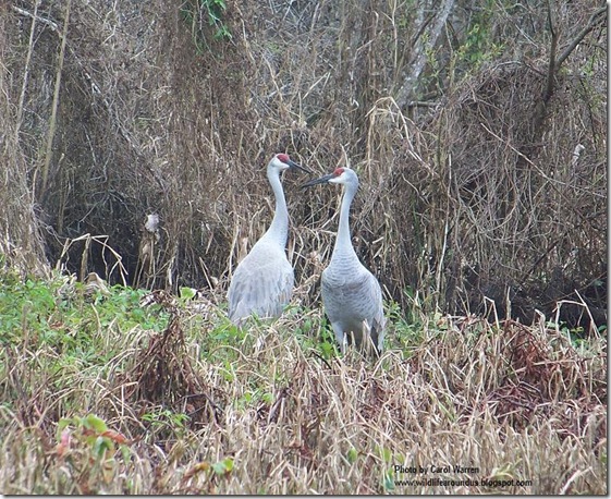 Sandhill Crane 2