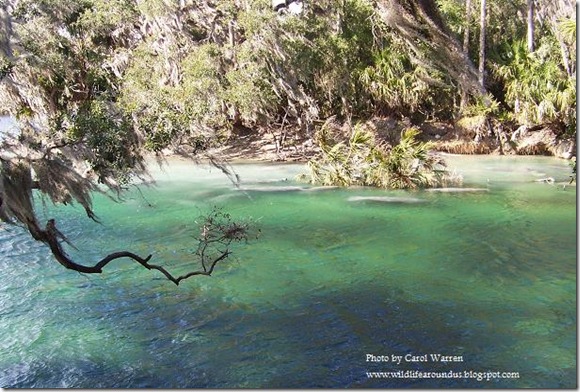 1.19.09 Blue Springs, Hoontoon Island 042c