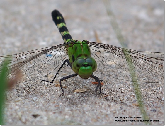 Butterfly green dragon 052cs