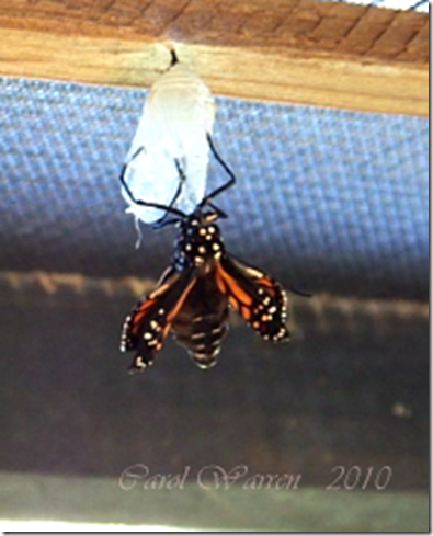 Butterfly emergingcs3cs