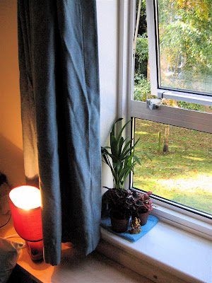 my plants