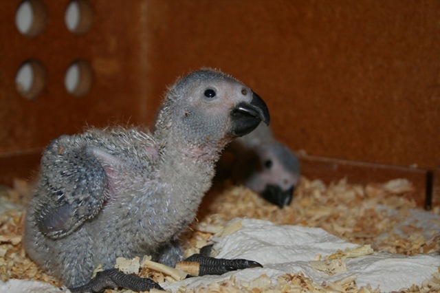 [African Grey Chick with reduced crop[7].jpg]