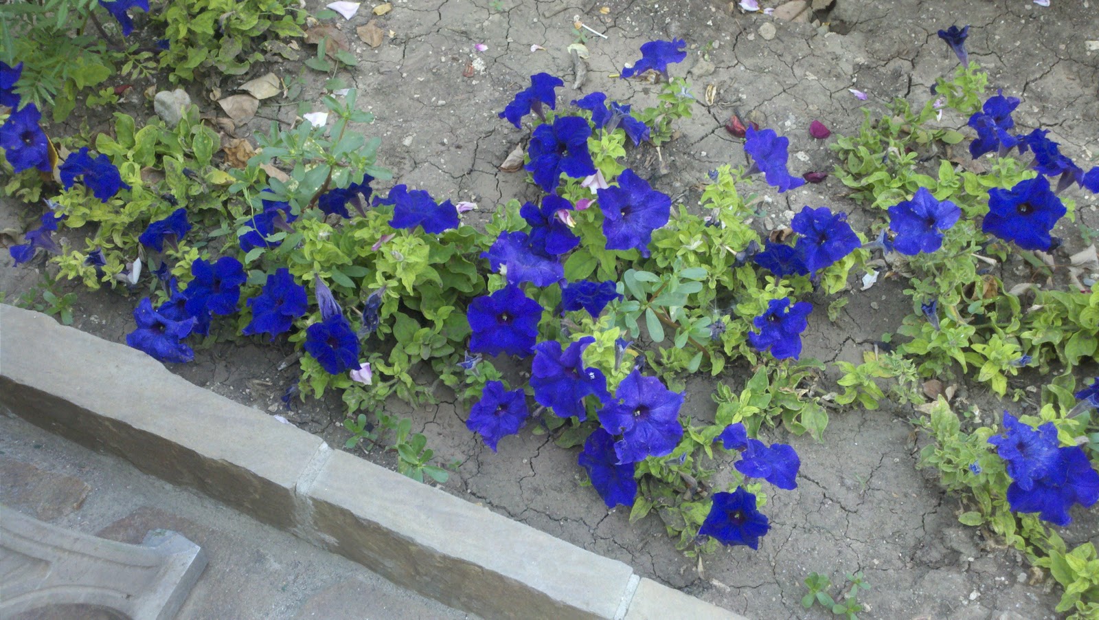 [2010-07-26_17-16-27_347[5].jpg]