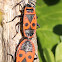 Pyrrhocoris apterus