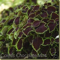 coleus chocolate mint coleus chocolate mint