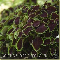 coleus chocolate mint