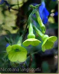 nicotiana langsdorfii nicotiana langsdorfii