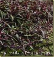 Alternanthera Royal tapestry h30 Alternanthera Royal tapestry h30
