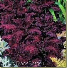 Coleus Black Dragon