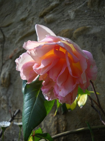 [DSCN21613.jpg]