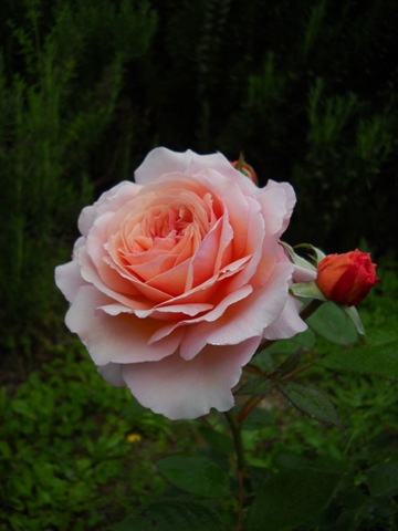 [DSCN30121.jpg]