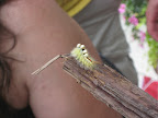 The caterpillar