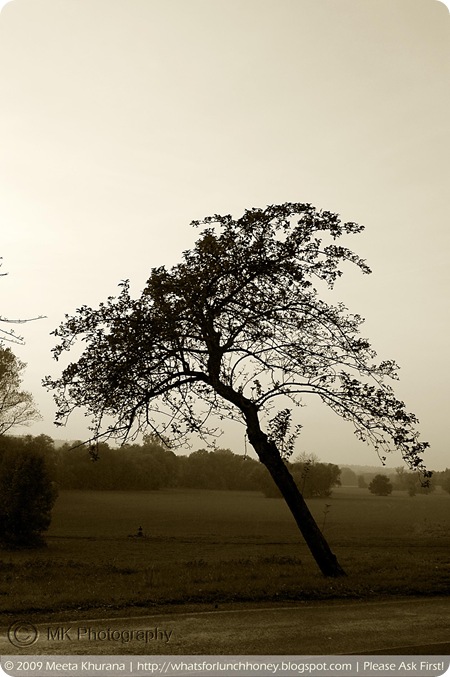 Dusk Tree (02) by MeetaK