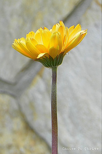 planter.13