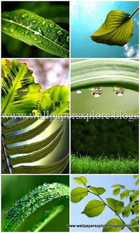 [30 plants wallpapers 1600 X 1200 (www.wallpapersxplore.blogspot[38].jpg]