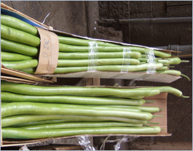 Sizilianische Küche - Besonders lange Zucchinis - zucca lunga
