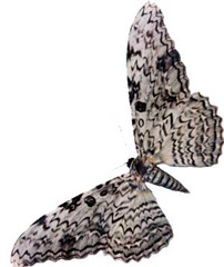 mariposa_imperador