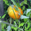 fall at my house 021.JPG